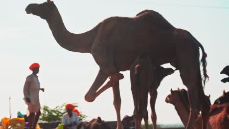 Seltene-Aufnahmen-Einer-Kamelmutter,-Die-Ihr-Kamelbaby-Melkt,-In-Pushkar,-Rajasthan,-Indien
