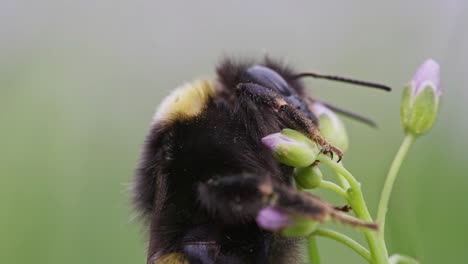 Close-up-of-bumblebee-on-flower-gathering-pollen,-upper-body-detail