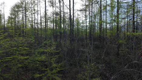 Dichte-Bäume-Mit-Frischem-Grünem-Laub-In-Einem-Unberührten-Wald-Im-Frühen-Morgenlicht,-Die-Die-Schönheit-Der-Natur-In-Einer-Ländlichen-Umgebung-Zur-Schau-Stellen