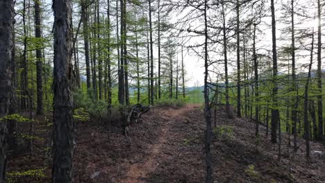 Un-Paseo-Tranquilo-Por-Un-Bosque-Con-árboles-En-Ciernes-Y-Un-Camino-Despejado-Bajo-La-Suave-Luz-De-Principios-De-Primavera