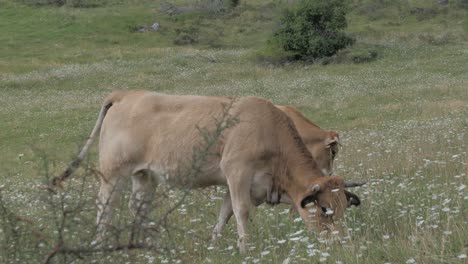 Vacas-Marrones-Paradas-En-Un-Pasto-Y-Comiendo-Hierba,-Montañas-Al-Fondo