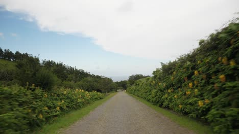 A-shot-of-a-road-in-the-Azores-islands