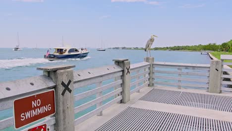 -Pelican-posing-on-a-pier-during-day-florida-Key-Biscayne