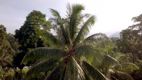 Luftaufnahme-Eines-Mannes,-Der-Kokosnüsse-Von-Einer-Palme-In-Papua-Neuguinea-Sammelt