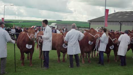 South-Devon-Cattle-And-Their-Respective-Owners-During-The-Royal-Cornwall-Show-2019-In-UK---full-shot