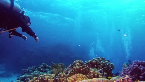 A-diver-swimming-above-colorful-coral-reef