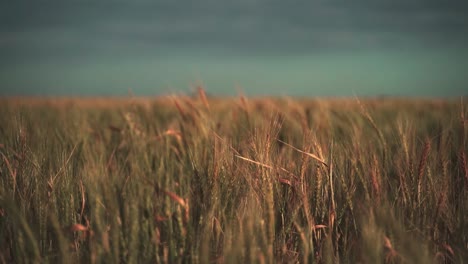 Wheat-blowing-in-the-wind-at-sunset-in-slow-motion