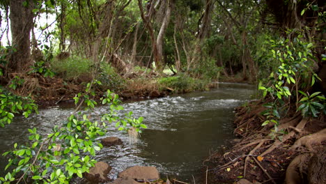 Footage-of-the-Lush-Creek,-Waikomo-Stream-Flowing-Gently-in-Slow-Motion