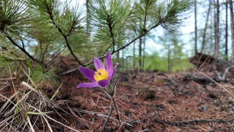 Una-Vibrante-Flor-Violeta-Se-Abre-Entre-Agujas-De-Pino-En-Un-Claro-Del-Bosque-Al-Amanecer,-Mostrando-La-Belleza-De-La-Primavera