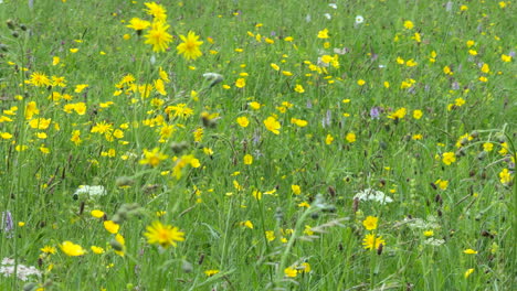 Eine-Frische-Brise-Weht-über-Die-Hübschen-Gelben-Butterblumen,-Die-Auf-Einer-Wiese-Zusammen-Mit-Riesigen-Löwenzahn-Und-Hohen-Gräsern-An-Einem-Sonnigen-Sommertag-In-Worcestershire,-England-Wachsen