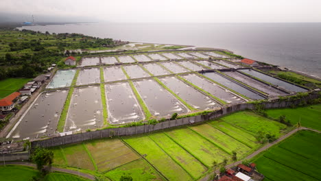 Shrimp-farming-industry-with-aerated-ponds-on-Bali-coastline,-aerial-view