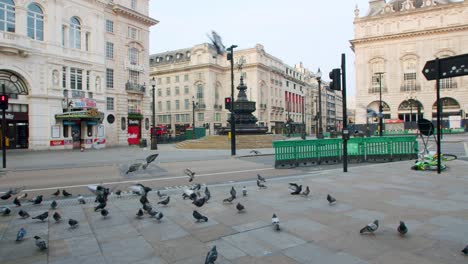 Lockdown-in-London,-slow-motion-pidgeon-birds-flying-in-empty-Piccadilly-Circus-during-the-COVID-19-pandemic-2020