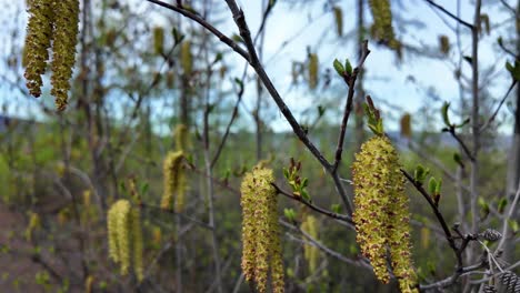 Catkins-are-seen-blooming-on-trees-in-a-tranquil-forest-setting,-with-clear-blue-skies-and-fresh-green-foliage-surrounding-the-area-on-a-beautiful-spring-day