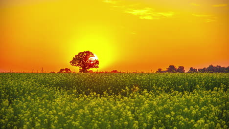 Glowing-sun-setting-over-blossoming-field-of-rapeseed-or-canola-oil-seed---time-lapse