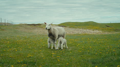Statische-Aufnahme-Eines-Schafes,-Das-Seine-Lämmer-Säugen-Lässt,-Um-Frische-Milch-Zu-Bekommen