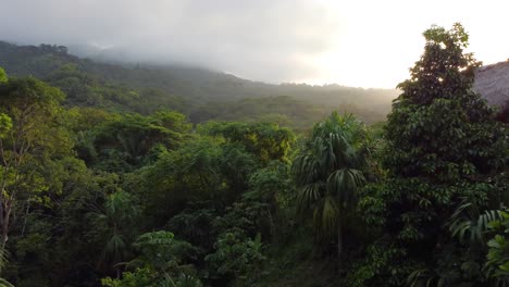 Descending-into-dense-sunlit-jungle-Santa-Marta