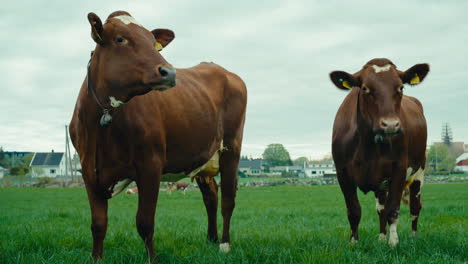 Slow-motion-low-angle-shot-of-cows-standing-with-bells-on-their-necks