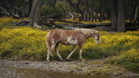 Wildpferd-In-Der-Wildnis-Mit-Gelben-Wildblumen-In-Patagonien,-Argentinien