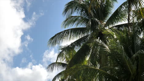 Kokosnussbäume-Am-Strand-Mit-Strahlend-Blauem-Himmel-Im-Sommer-Auf-Der-Insel-Siargao,-Philippinen