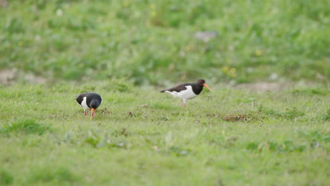 Two-oystercatcher-birds-grazing-in-grassy-meadow,-pecking-at-ground