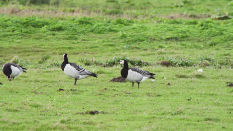 Barnacle-geese-with-black-and-white-plumage-grazing-in-grassy-meadow