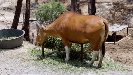 Banteng-a-specie-of-wild-cattle-cow-eating-grass