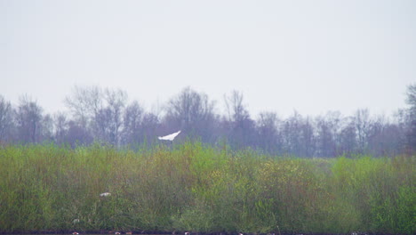 Eurasian-spoonbill-flapping-its-wings-while-landing-on-shore-trees