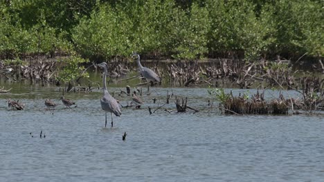 Camera-zooms-in-and-slides-to-the-left-while-these-Grey-Heron-Ardea-cinerea-are-resting-facing-left