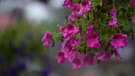 Rose-Petunia-Blumen-Als-Hintergrund-An-Einem-Regnerischen-Tag:-Schöne-Hängende-Dekorationen-Für-Gärten-Und-Hochzeiten