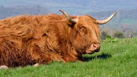 Close-up-of-highland-cattle-with-big-horns-sitting-in-grass-field-during-windy-weather-conditions-and-shaggy-hair-coat-blowing-in-breeze