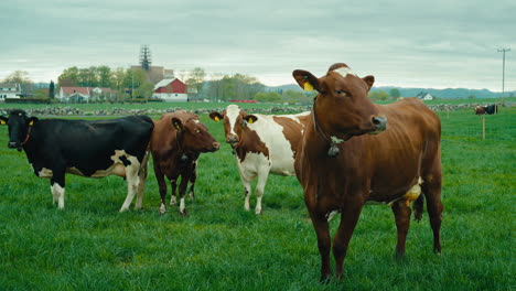 Slow-motion-shot-of-a-group-of-cows-standing-with-cowbells-on-their-necks