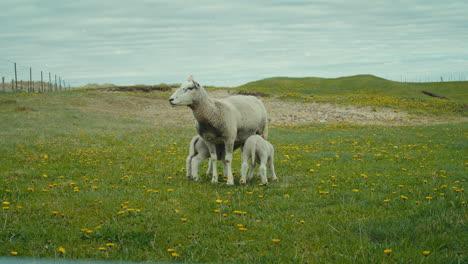 Static-shot-of-a-sheep-with-two-little-lambs-suckling-on-teats-getting-milk