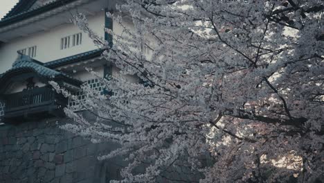 Cherry-Blossoms-Of-Kanazawa-Castle-In-Japan---Low-Angle-Shot