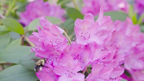 A-bumble-bee-flying-along-a-rhododendron-bush