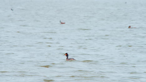 Flock-of-great-crested-grebe-waterbirds-floating-on-lake-water