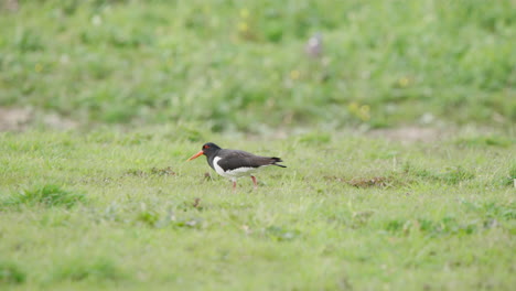 Oystercatcher-bird-pecking-at-ground-with-its-beak-in-grassy-meadow