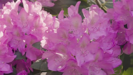 Slow-motion-view-of-a-rhodo-in-bloom,-early-spring