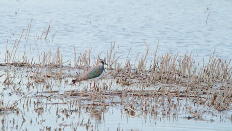 Northern-lapwing-bird-standing-still-in-short-dry-reeds-in-lake-water