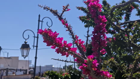 Bougainvillea-peruviana-flower-light-pink-moving-with-the-wind