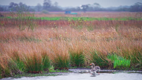 Grey-heron-striding-in-brown-reeds,-geese-wading-in-lake-shore-water