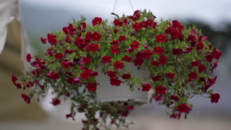 Flores-Rojas-De-Guisantes-Dulces-Decorando-El-Fondo-De-Un-Jardín-En-Un-Día-Lluvioso,-Adornadas-Con-Gotitas,-Ambiente-De-Boda