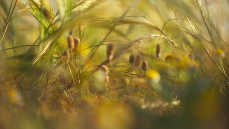 Telephoto-closeup-of-flowers-in-between-the-tall-grass
