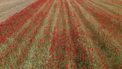 flight-with-a-drone-over-a-cereal-crop-field-invaded-by-red-poppies,-the-vast-majority-of-which-impresses-with-its-striking-red-color-on-a-spring-morning-in-the-province-of-Toledo,-Spain