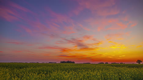 Lebendiger-Himmel-Mit-Sonnenaufgang-Oder-Sonnenuntergang-über-Einem-Rapsfeld,-Zeitraffer-Ansicht