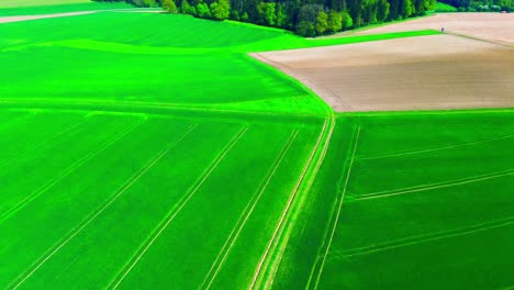 Aerial-View-of-Lush-Green-Fields-with-Distinct-Crop-Rows-and-Adjacent-Farmland