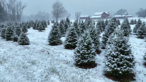 Christmas-tree-farm-in-USA-during-snow-storm-around-holiday-season