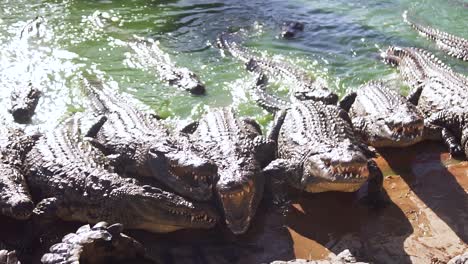 Feeding-crocdiles-in-Djerba-Explore-Park
