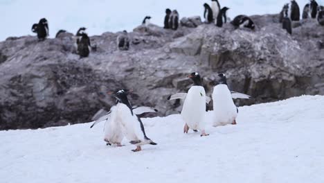 Slow-Motion-Penguins-Running,-Funny-Baby-Animals-with-Gentoo-Penguin-Chick-Chasing-its-Mother-on-the-Snow-in-a-Penguin-Colony-in-Antarctica,-Antarctic-Peninsula-Wildlife-in-Winter