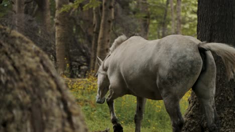 Closeup-Of-Wild-Horse-Walking-In-The-Forest-In-Patagonia,-Argentina