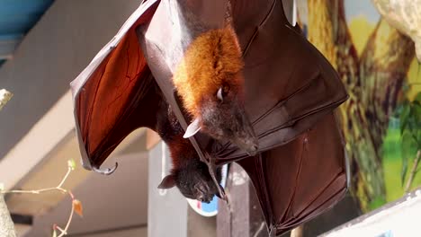 close-up-shot-of-2-giant-golden-furry-flying-fox-fruit-bats-while-Hanging-sleepy-Upside-Down-from-a-branch-scratching-with-his-claws-and-slightly-Expanding-And-Flapping-Its-Wings